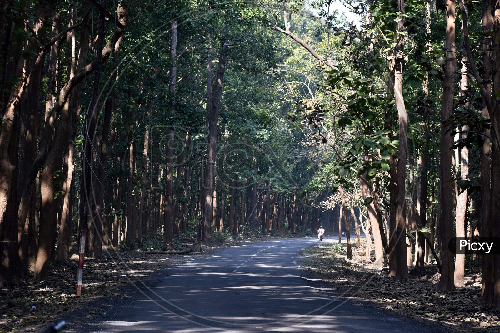 Beautiful Picture Of Road And Trees In Jungle