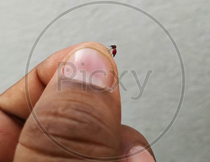 Mosquito Stomach Full Loaded With Blood Holding In A Hand Isolated On White Background