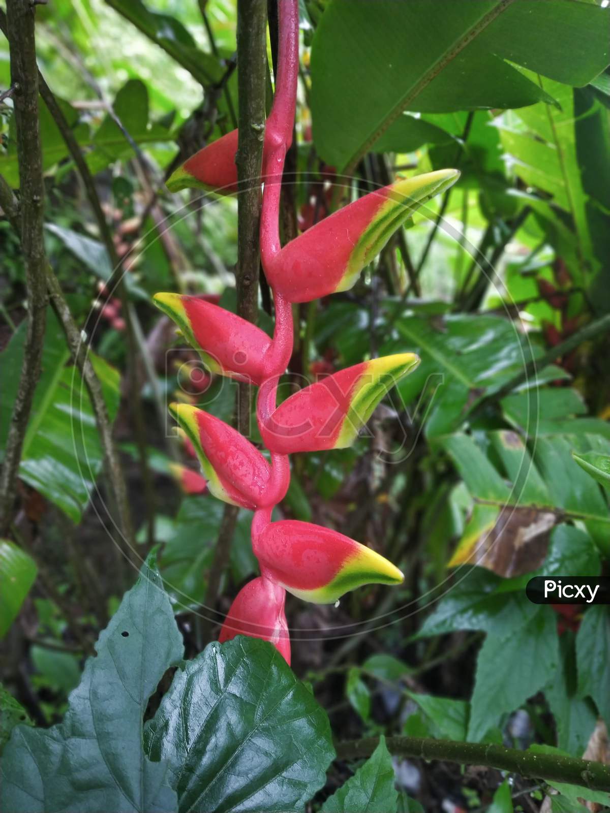 heliconia flower adaptations