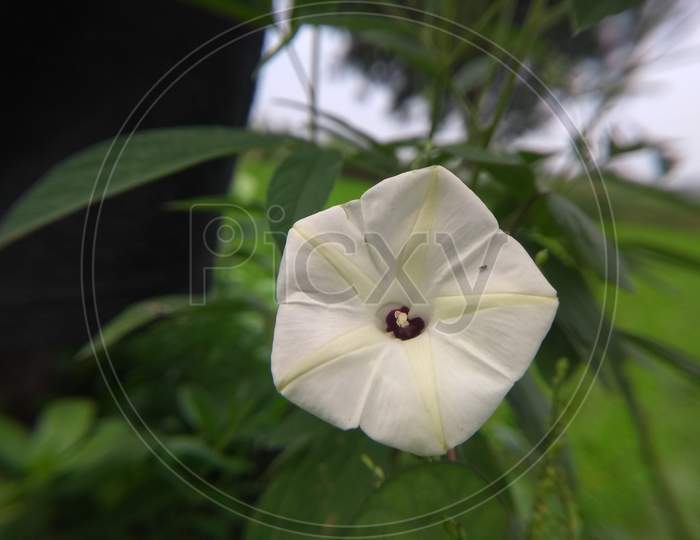 A beautiful looking white Ipomoea alba, moonflower