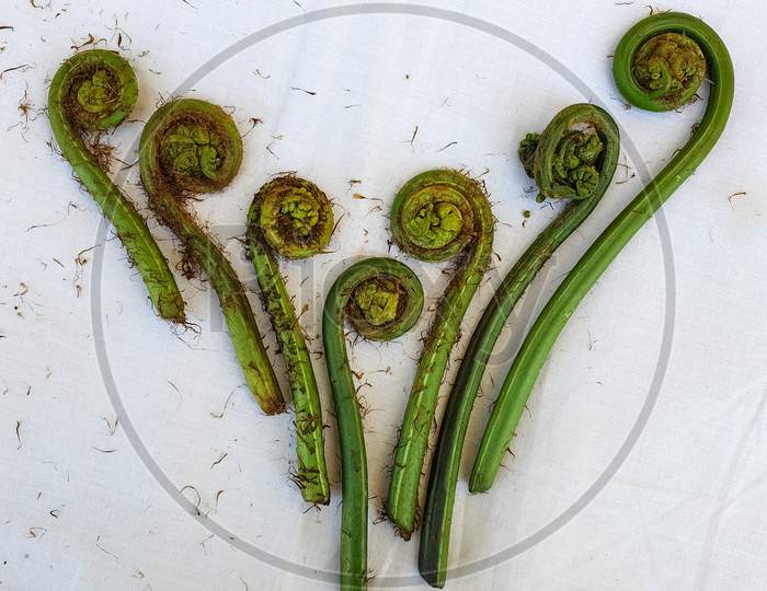 Non-farmed vegetable - Creative studio shot of fiddlehead fern wild vegetables in hilly area of Himachal Pradesh, India