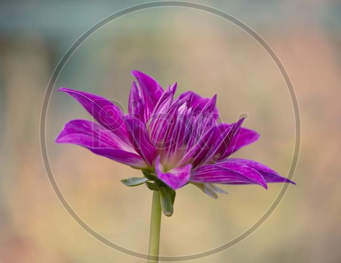 Magenta Color Daisy Flower In The Park Left Facing Over Garden Blur Background In Horizontal Frame