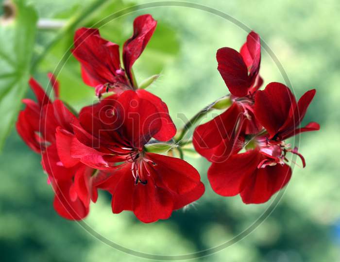 Beautiful Red Geranium Flower At Home
