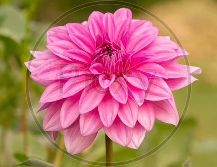 View Of Pink Daisy Flower In The Garden On A Stem In Cloudy Day Facing Front In Vertical Frame
