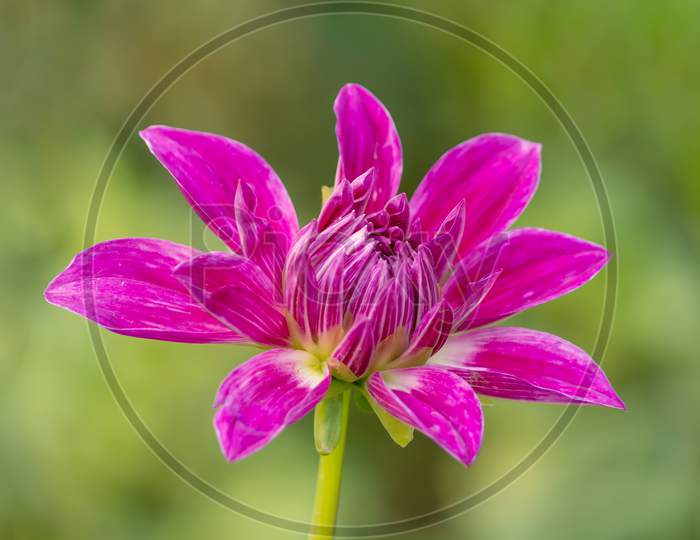 Close View Of Magenta Color Daisy Flower In The Park Over Garden Blur Background In Horizontal Frame