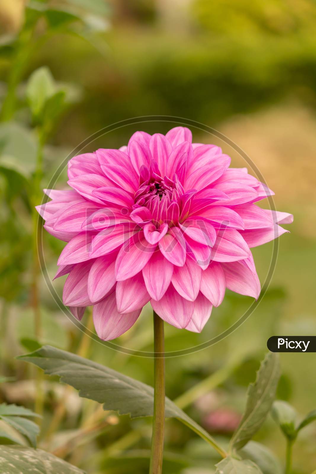View Of Pink Daisy Flower In The Garden On A Stem In Cloudy Day Facing Front In Vertical Frame