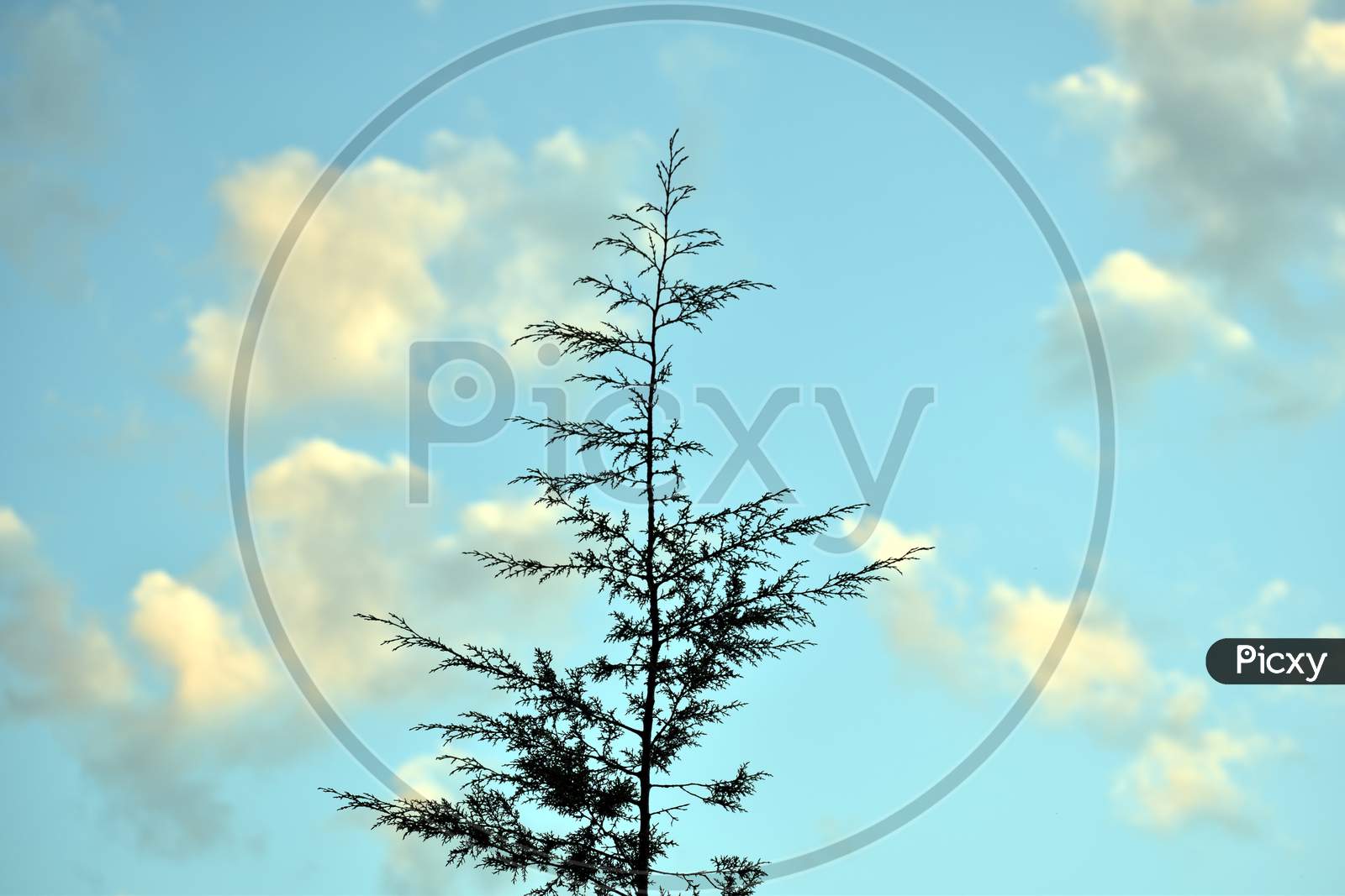 Beautiful Top Of Tree And Sky