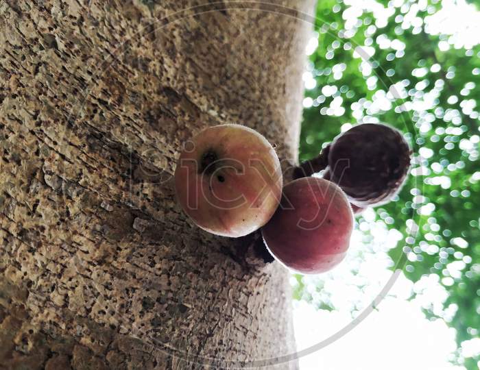 Indian Red and Purple Color Cluster Fig or Athi Fruit in a tree