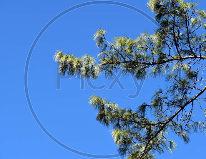 Beautiful Picture Of Tree Branch And Blue Sky