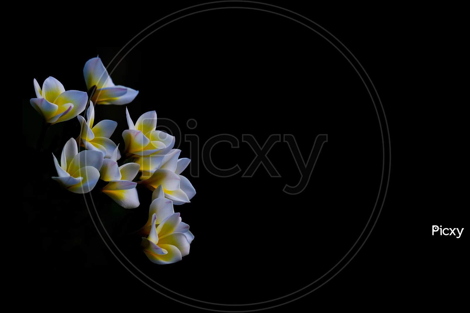 White Frangipani Flowers Or Plumeria On Black Background
