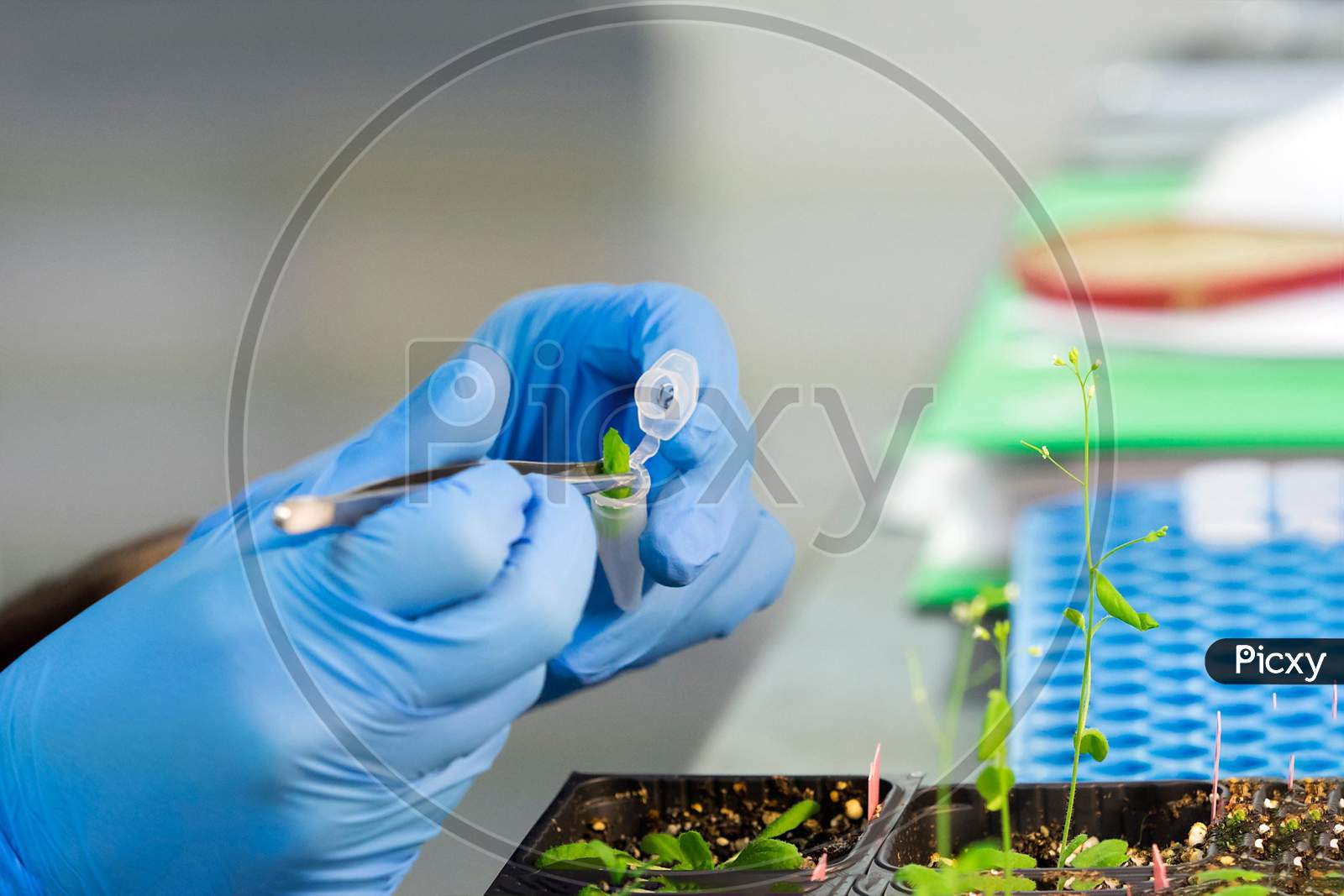 Bio technology scientist working on food plants
