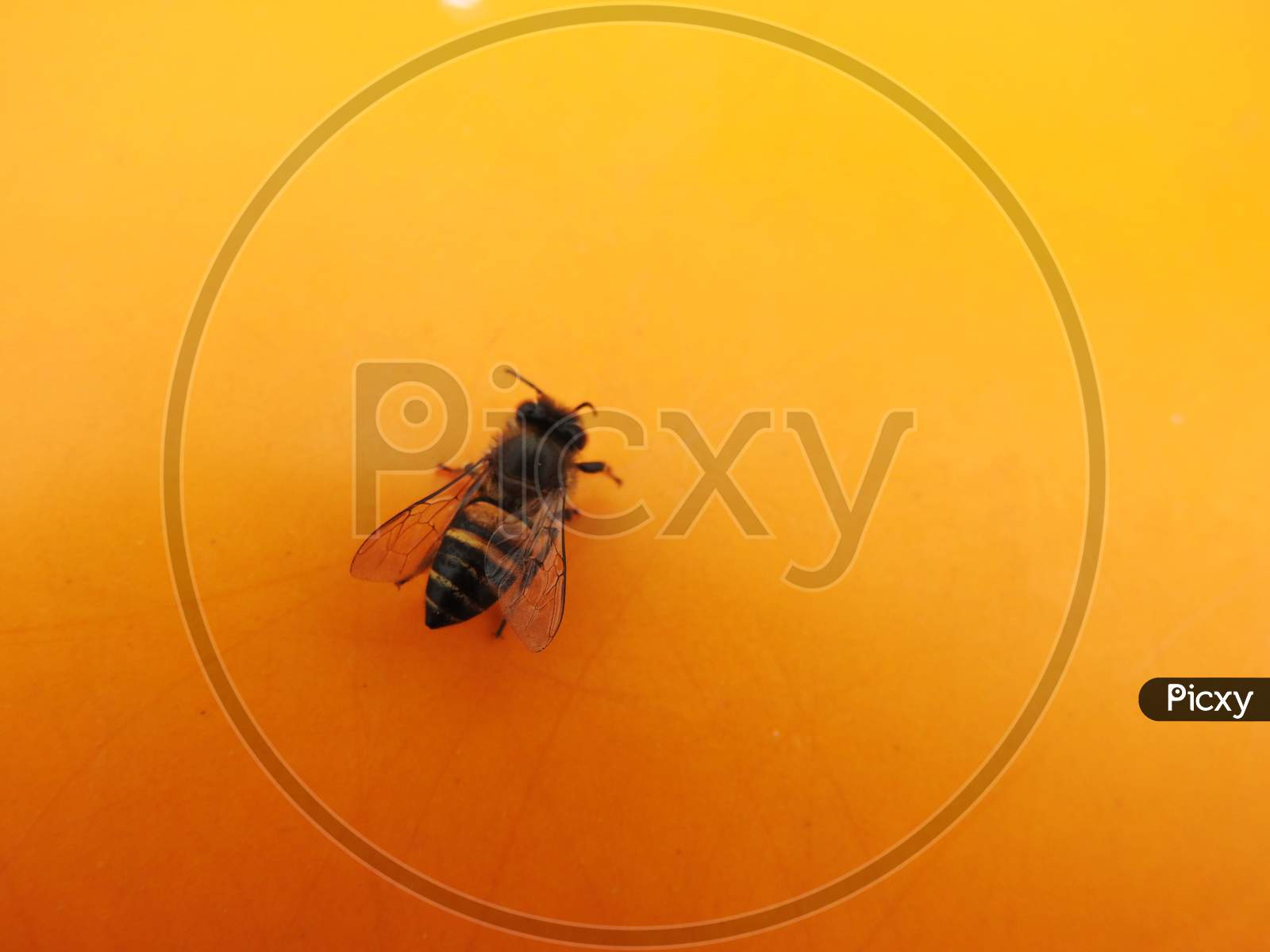 image-of-detail-of-bee-or-honeybee-in-latin-apis-mellifera-or-golden