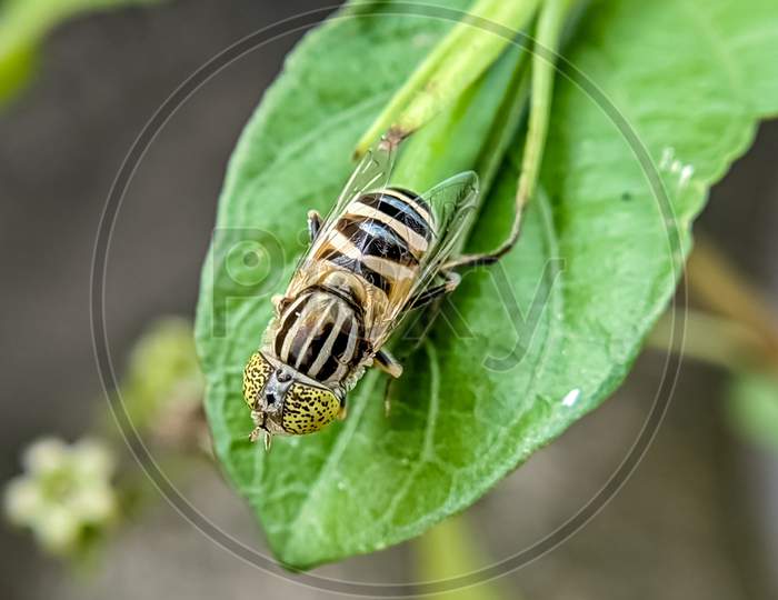 Fly rested on leaf