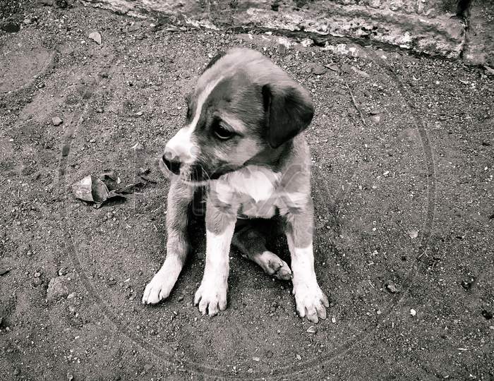 A Cute Small Dog Sitting On The Ground In Black And White View