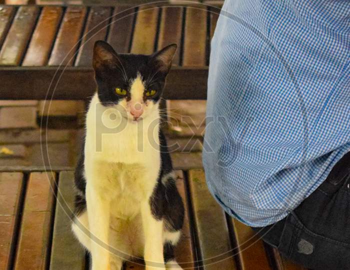 Black & White Cat Sit On Brown Table Near A Man In Bali Indonesia, Cat Sitting On The Table