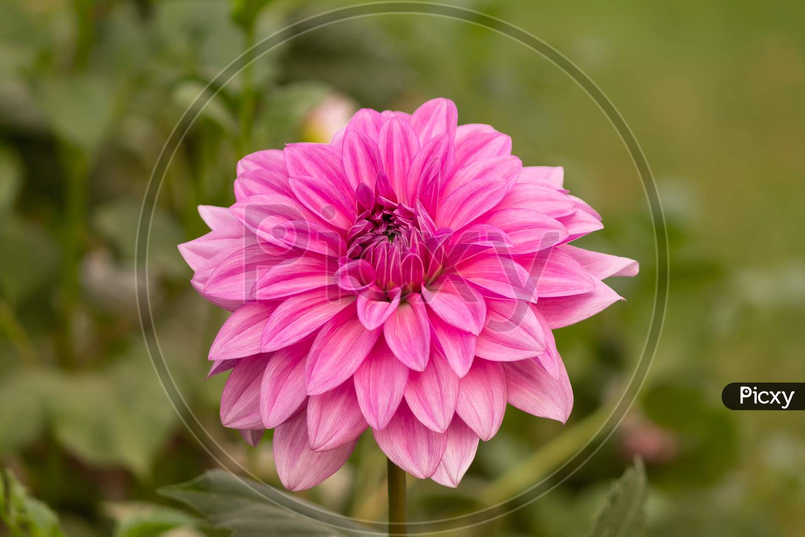 View Of Pink Daisy Flower In The Garden On A Stem In Cloudy Day Facing Front In Landscape Orientation