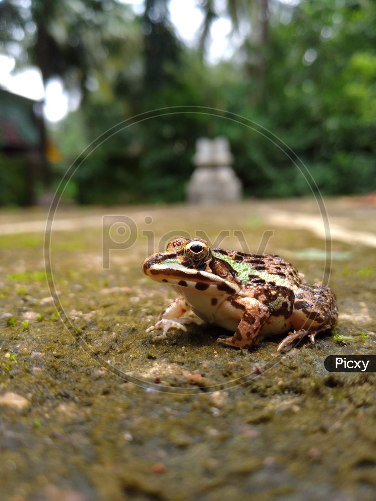 Hoplobatrachus tigerinus, the Indus Valley bullfrog or Indian bullfrog, popular name Asian bullfrog.