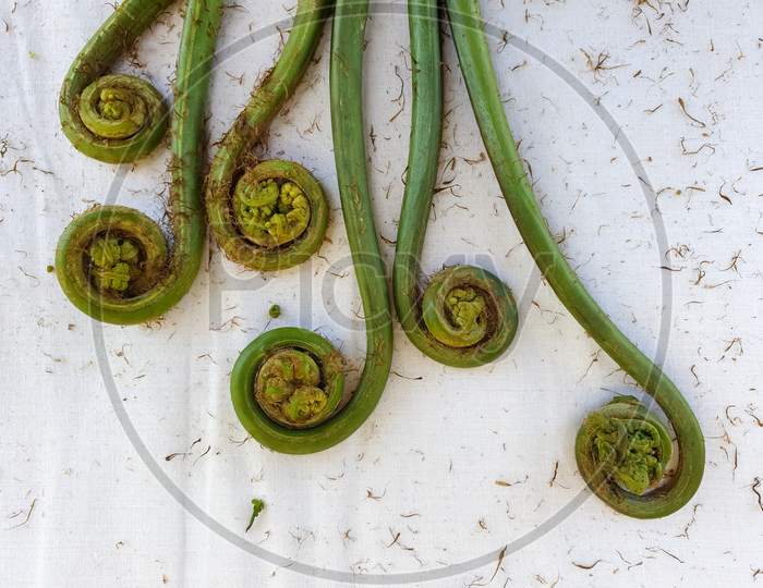 Non-farmed vegetable - Creative studio shot of fiddlehead fern wild vegetables in hilly area of Himachal Pradesh, India