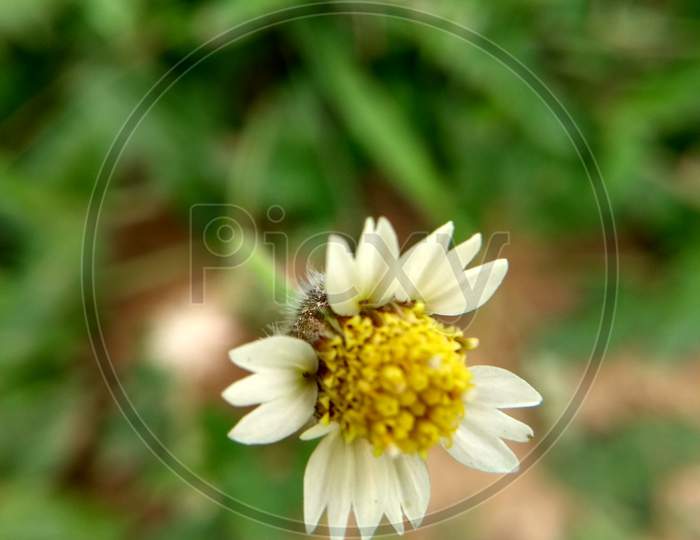 Tridax procumbens flower used as medicine in ayurveda