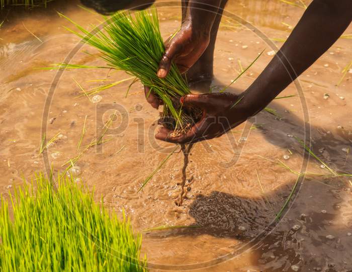 Paddy plucking in monsoon season