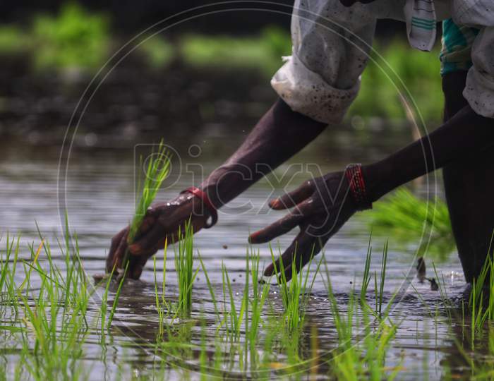 A women planting paddy