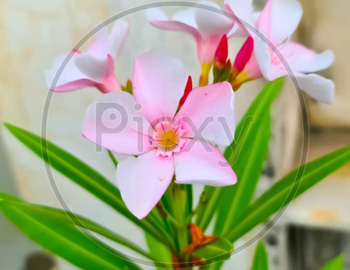 A pink flower plant