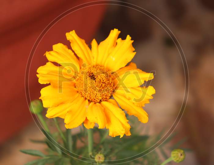 Closeup Of A Beautiful Yellow And Yellow  Marguerite, Daisy Flower