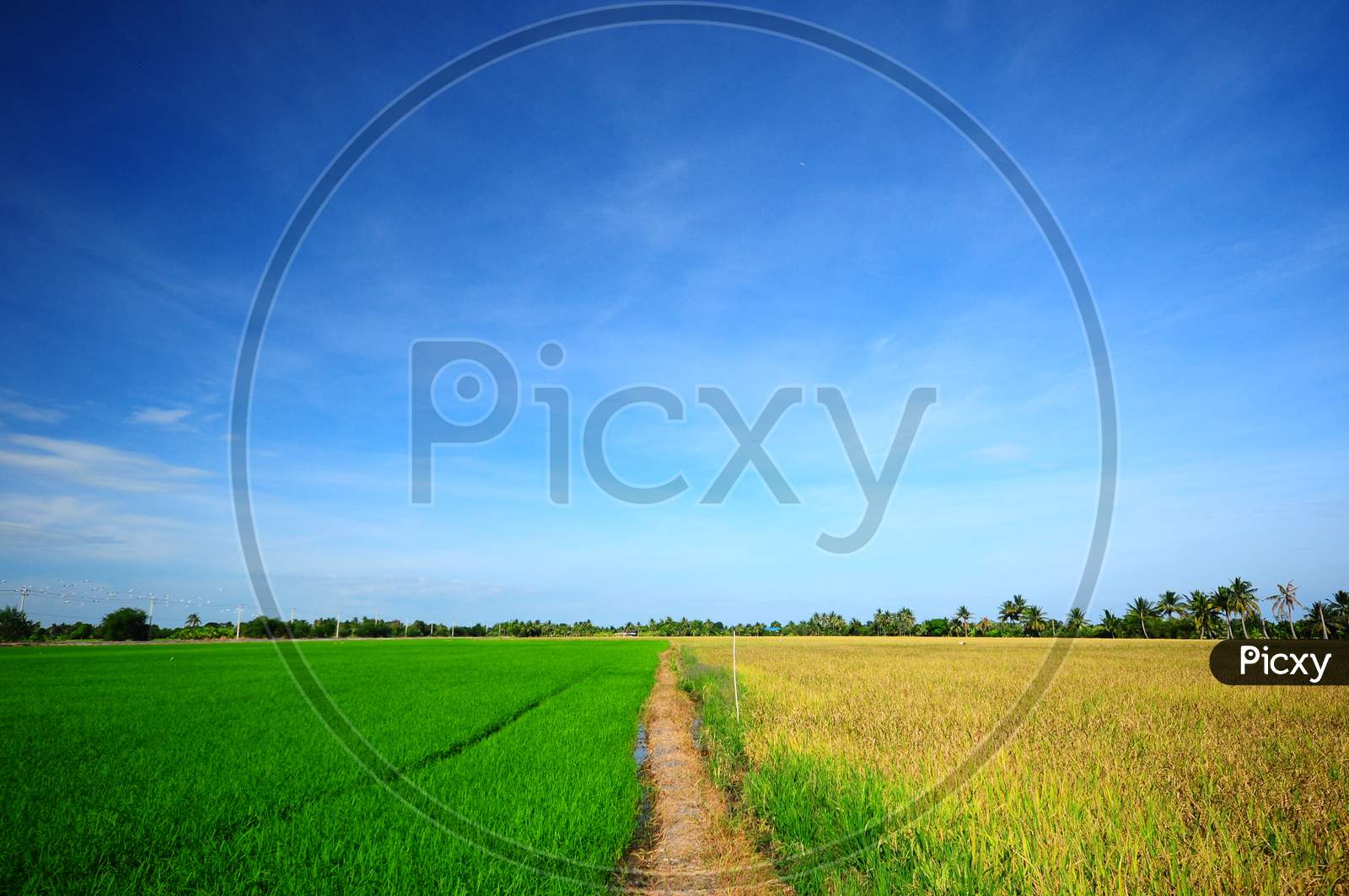 Rice Field Separate In Green And Yellow With Blue Sky