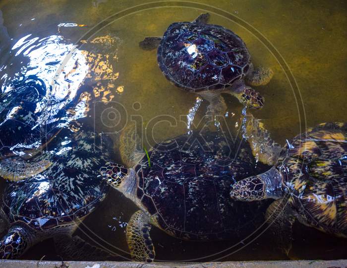 Sea Turtle In The Clean Water, Turtle In Water At Turtle Island In Bali Indonesia