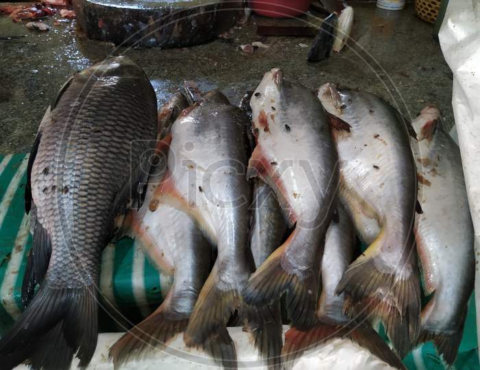 Different types of Indian Local Famous Fishes in a Shop for Selling