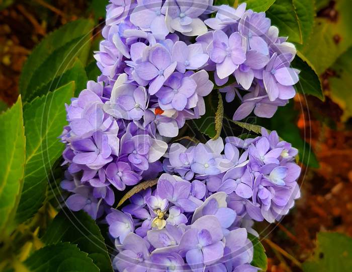 The pale blue flowers of Hydrangea macrophylla (bigleaf, French, lacecap or mophead hydrangea, penny mac, hortensia) in the garden on a sunny morning, close-up, top view,