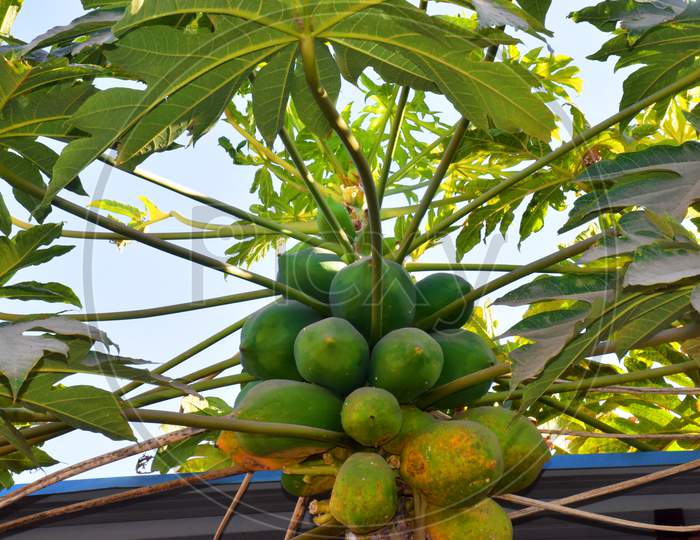 Fruits And Leaves Of Papaya