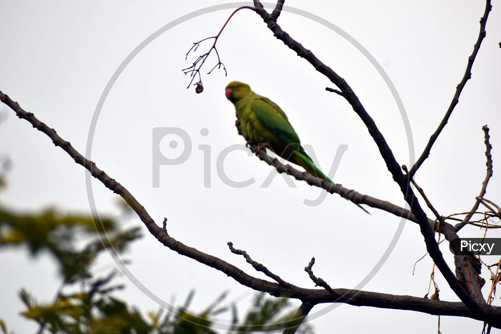 Beautiful Picture Of Tree Branch And Green Parrot