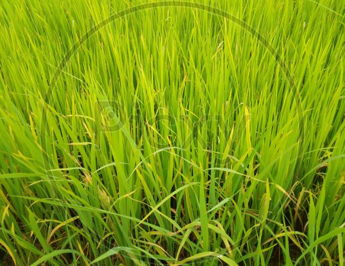 Beautiful Paddy field Agriculture