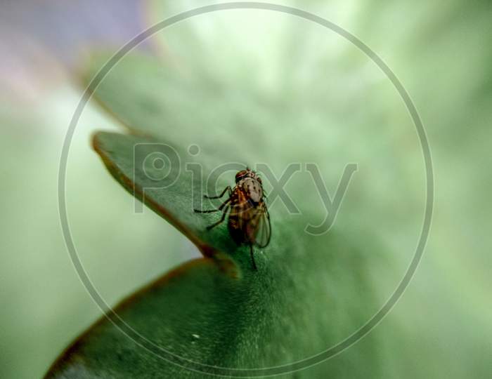 House fly rested on leaf