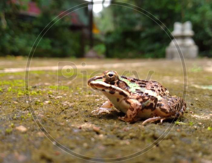 Hoplobatrachus tigerinus, the Indus Valley bullfrog or Indian bullfrog, popular name Asian bullfrog.