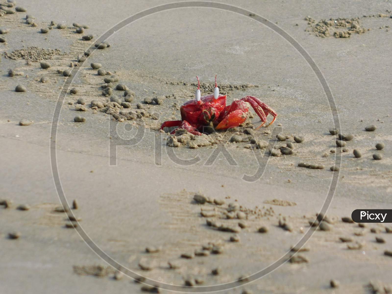 a red crab on the sea beach
