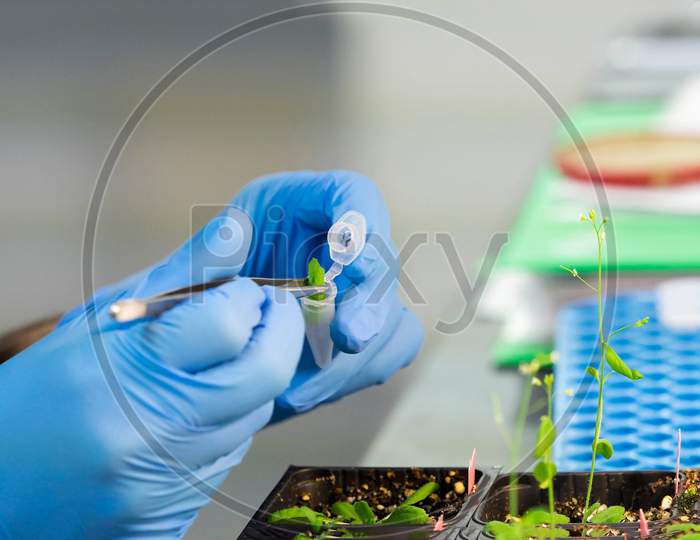 Bio technology scientist working on food plants