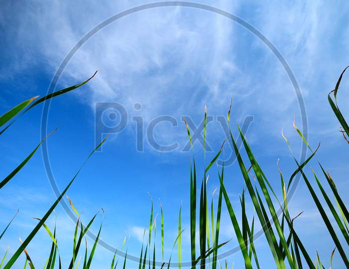 Low Angle Photo Of Green Grass Under The Bright Blue Sky On Sunny Day, Freedom Or Renewal Concept