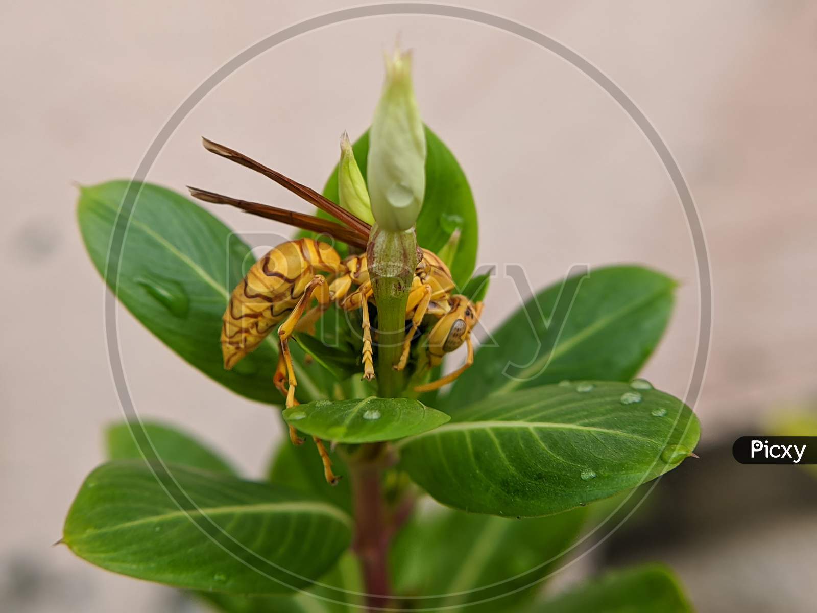 Golden fly rested on leaf
