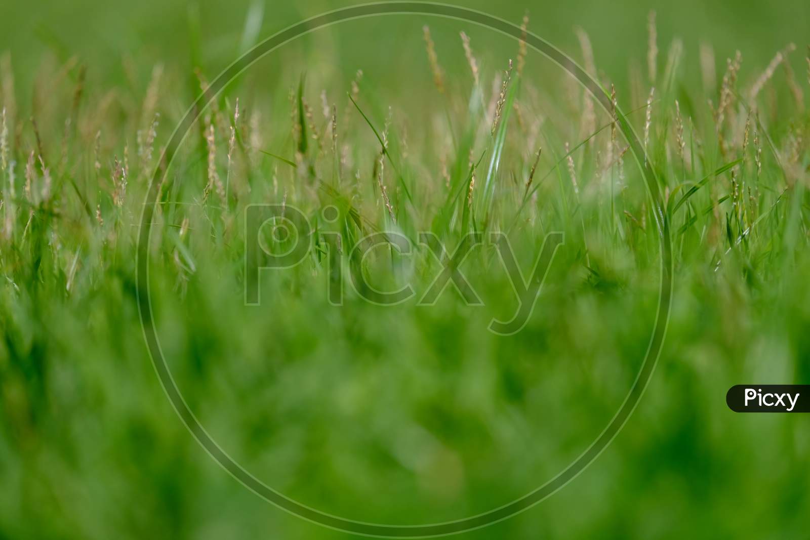 Abstract Image Of Green Grass For Background Or Wallpaper