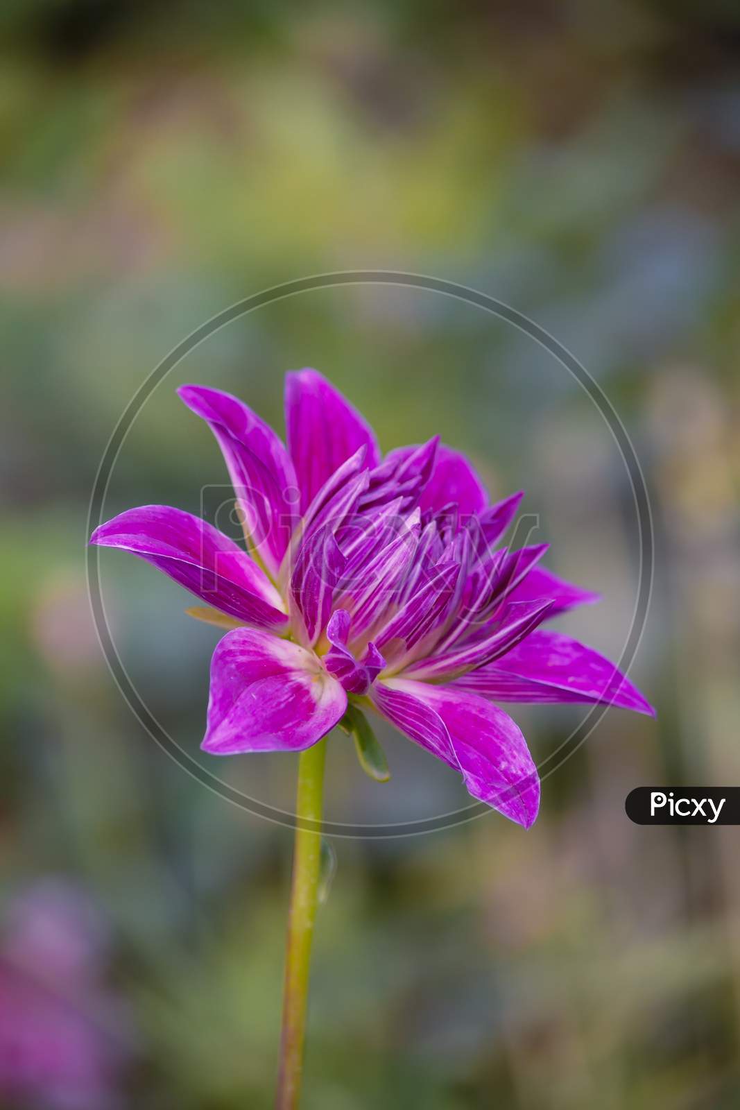 Close View Of Magenta Color Daisy Flower In The Park Left Facing Over Garden Blur Background In Vertical Frame
