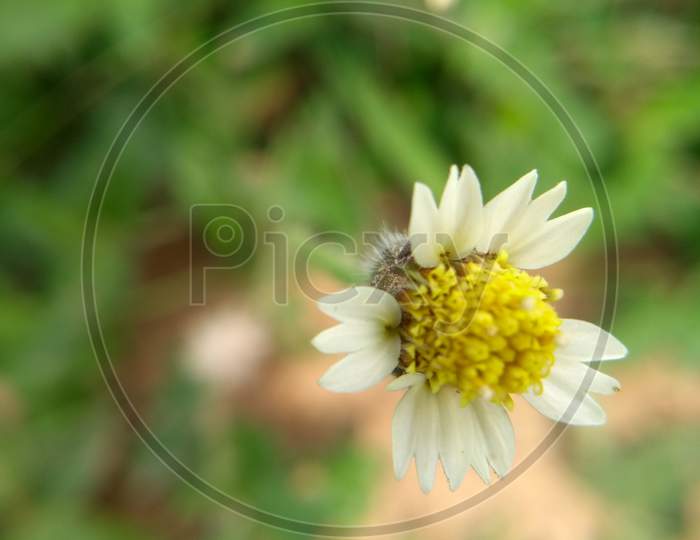 Tridax procumbens flower used as medicine in ayurveda