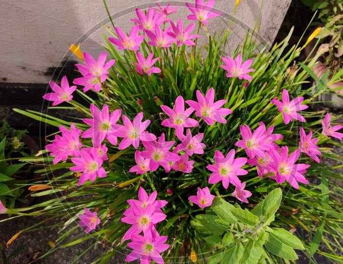 Beautiful pink flowers with green background