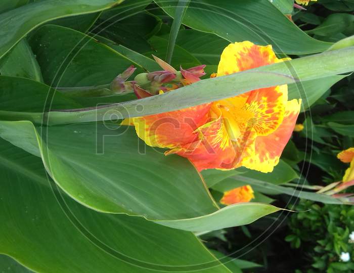 Canna lily or Canna Indica Flowers