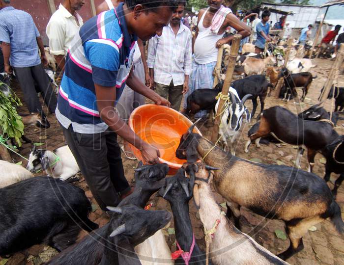 A Trader Gives Water To His Goats As He Waits For Customers At A Livestock Market Ahead Of The Eid Al-Adha Festival In Guwahati On, 09 Sep 2016