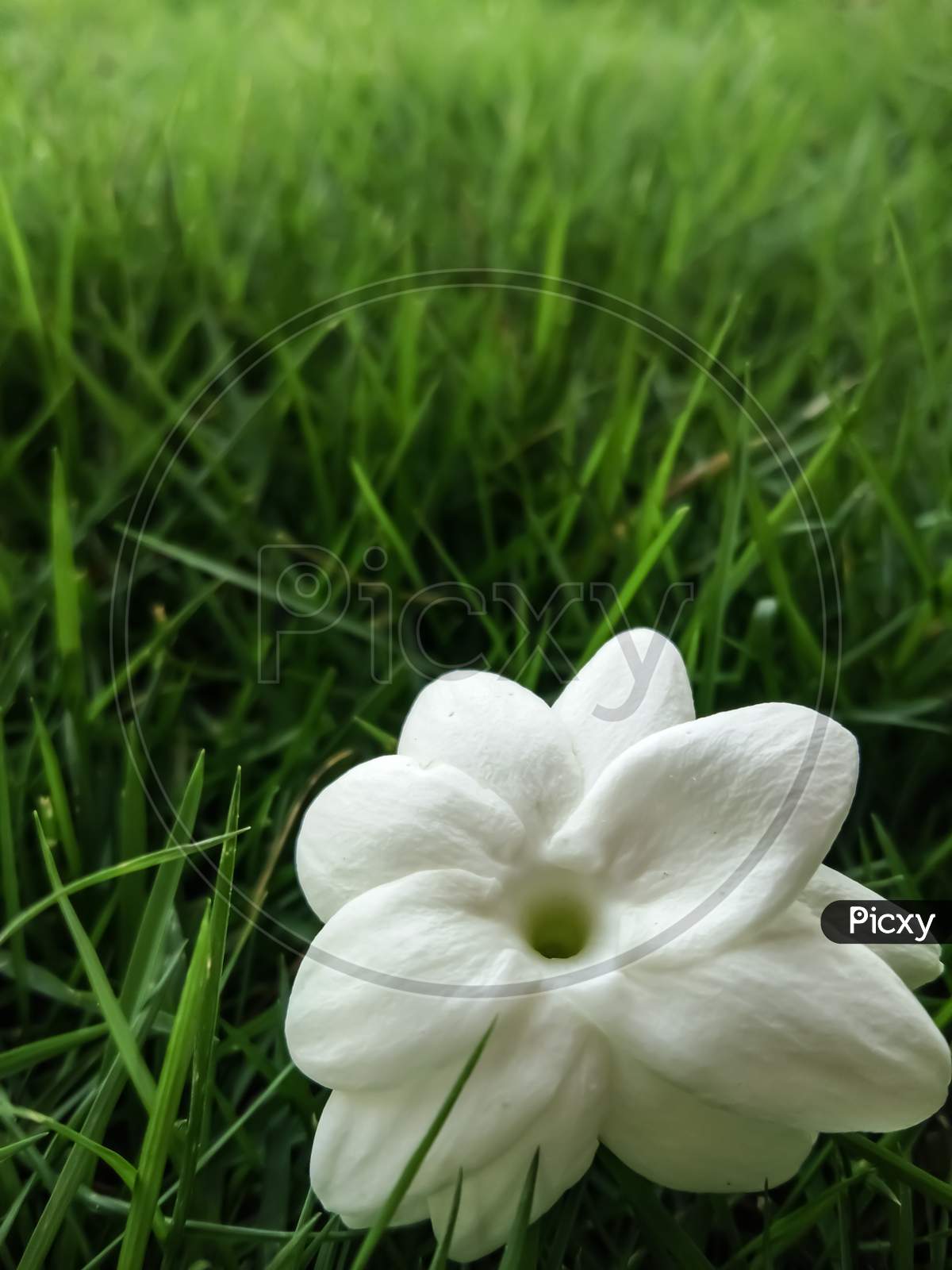 White flower on the ground