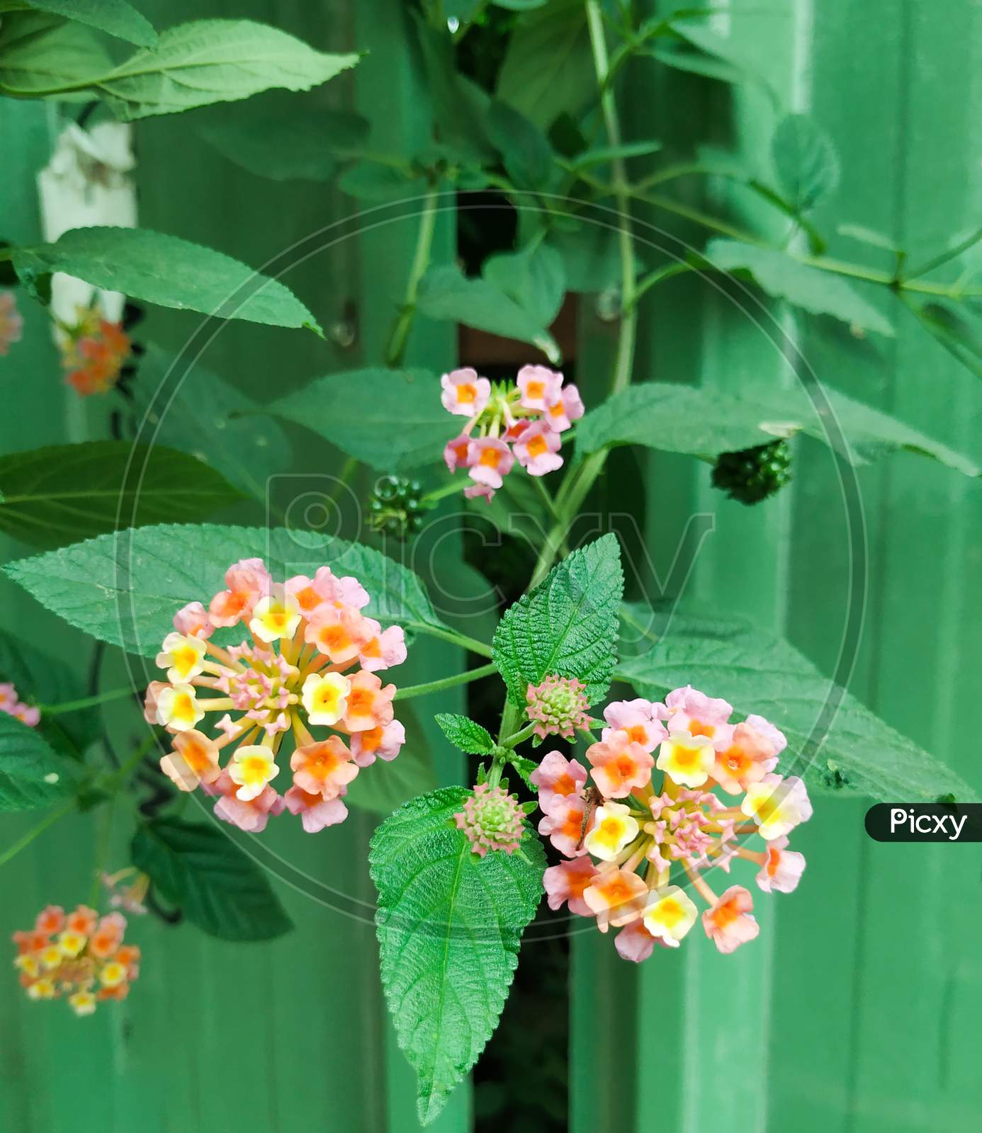 Pink and Yellow Color South Indian Lantana camara Flower small perennial shrub in a Nature Background