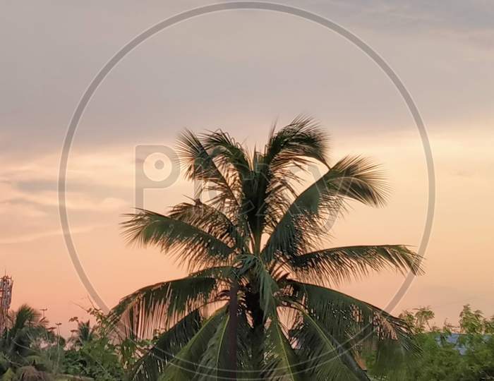Coconut tree in the middle of the sunset sky
