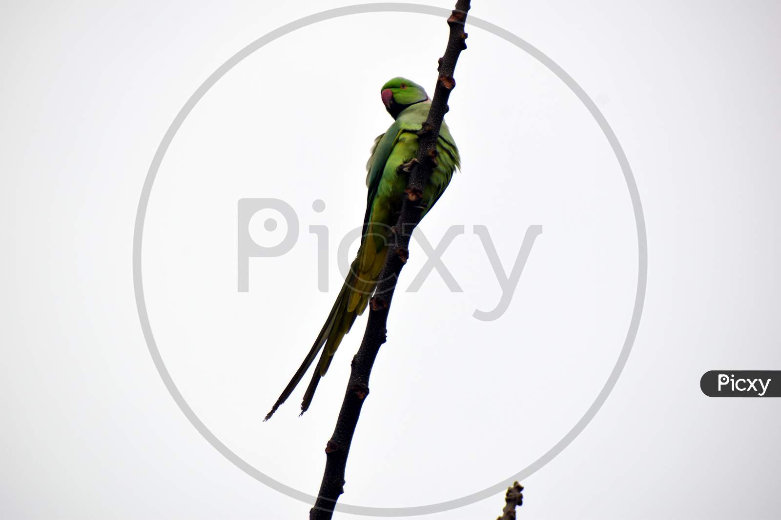 Beautiful Picture Of Tree Branch And Green Parrot In Uttarakhand